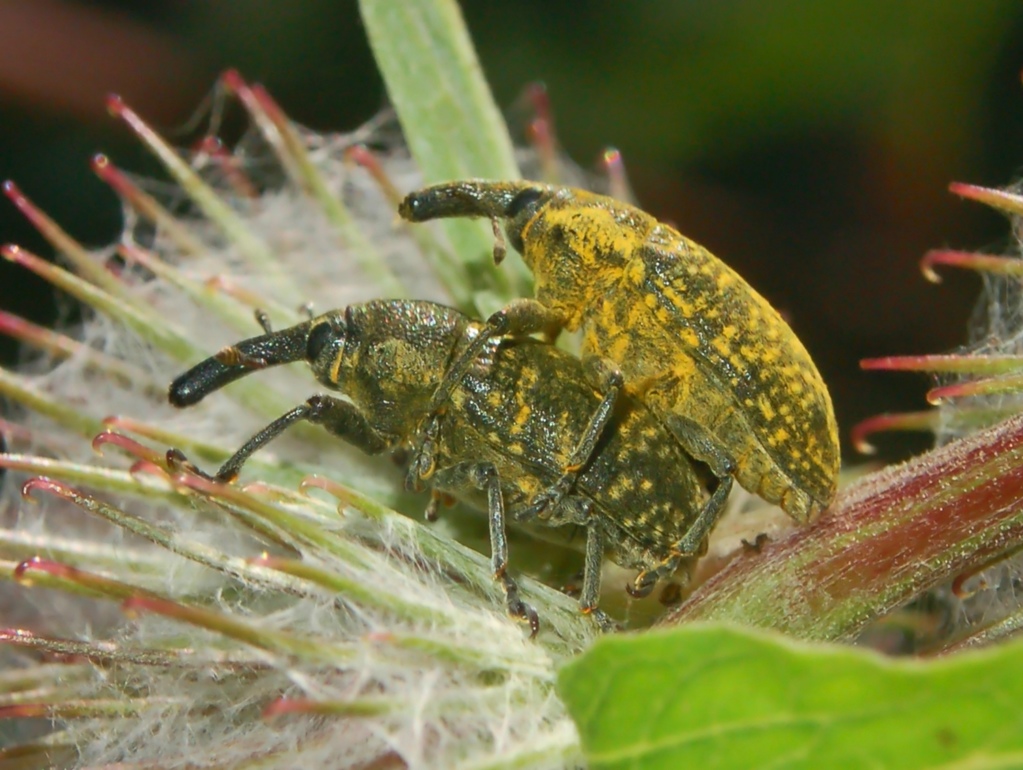 Curculionidae su Bardana : Coppia di Larinus sturnus